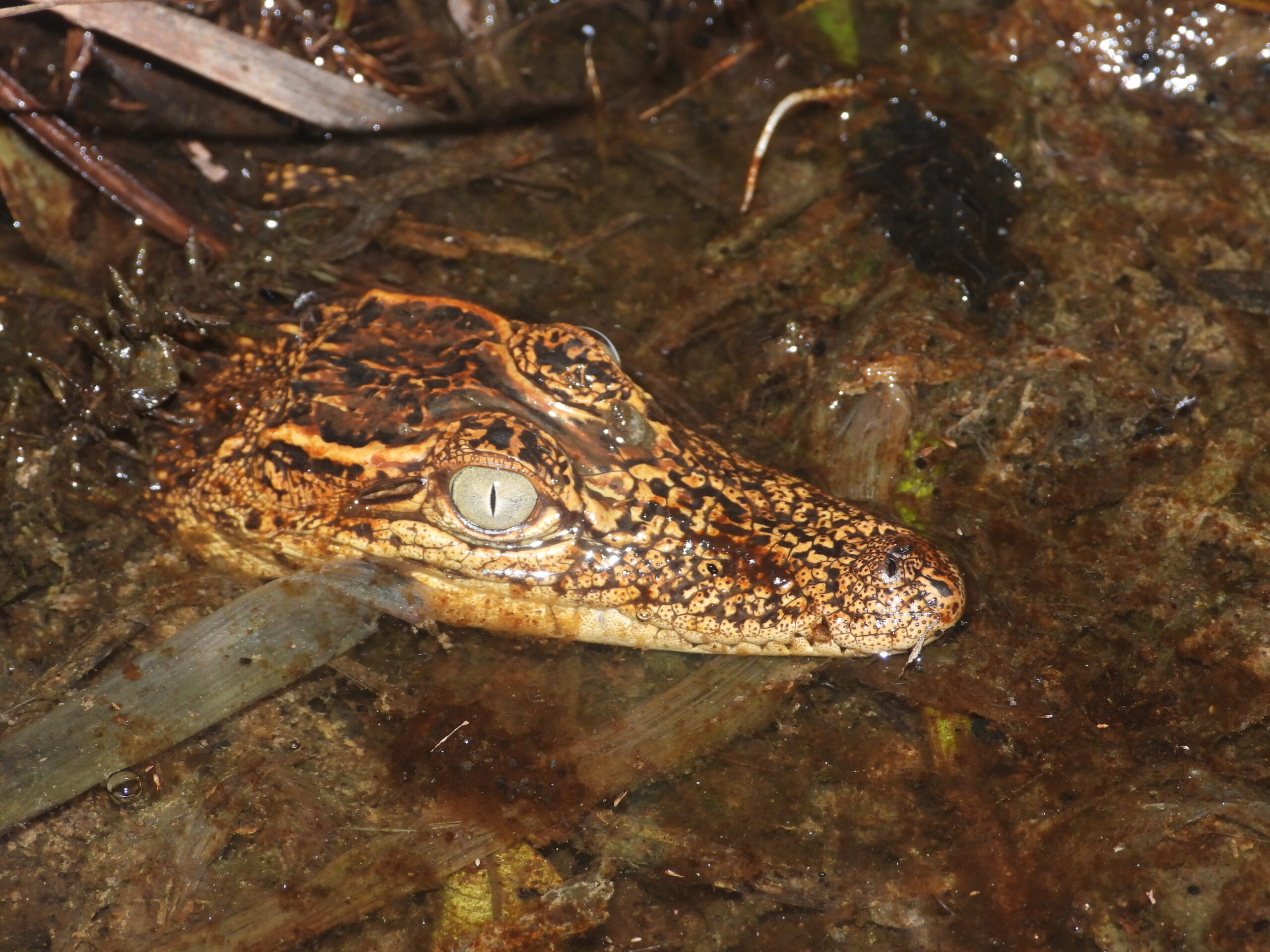 Crocodylus siamensis