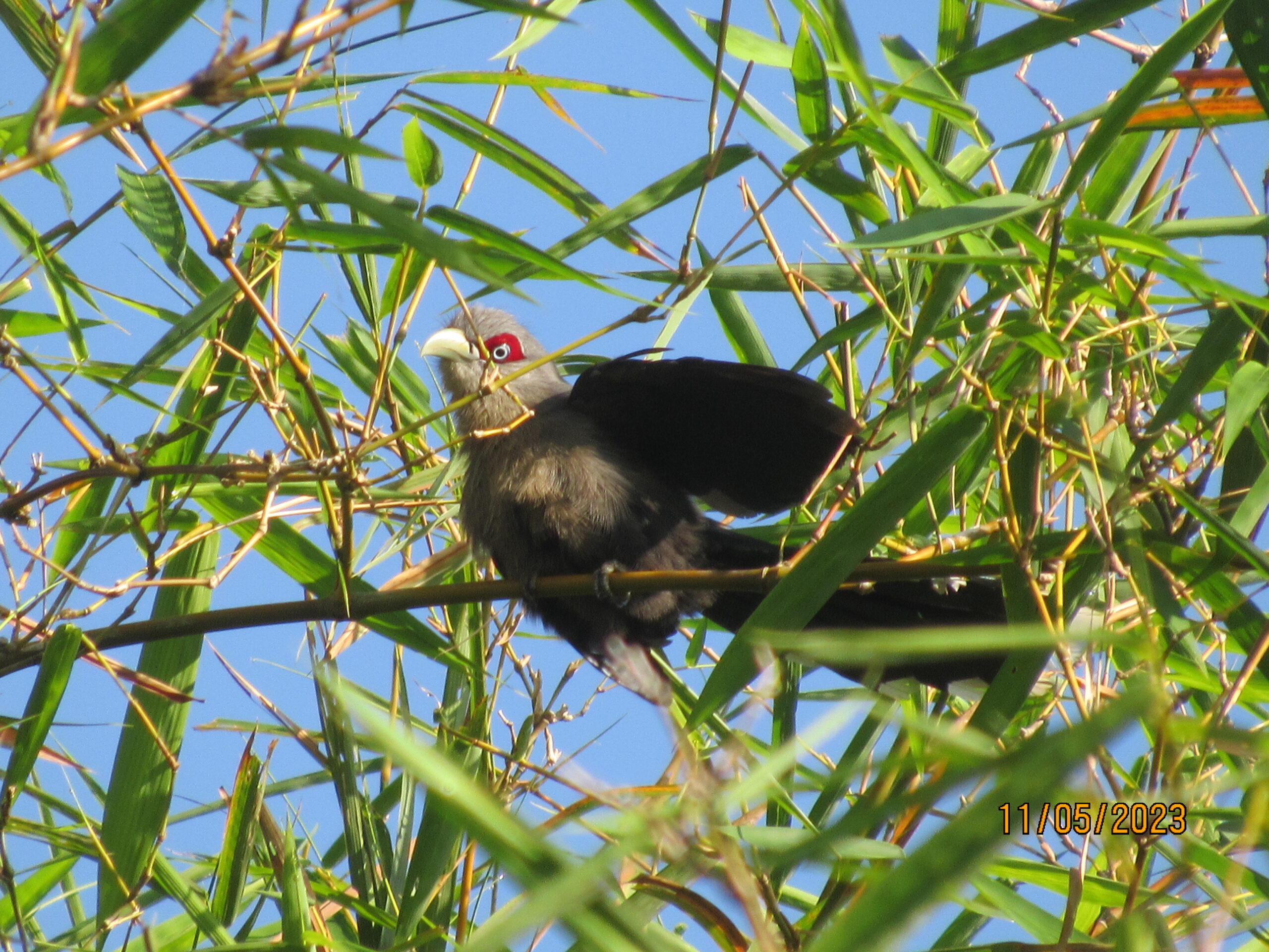 Phaenicophaeus diardi