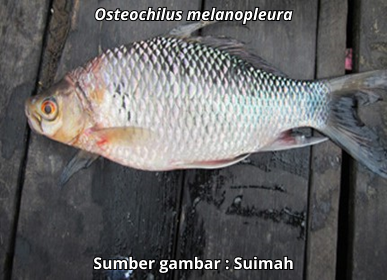 Osteochilus melanopleura